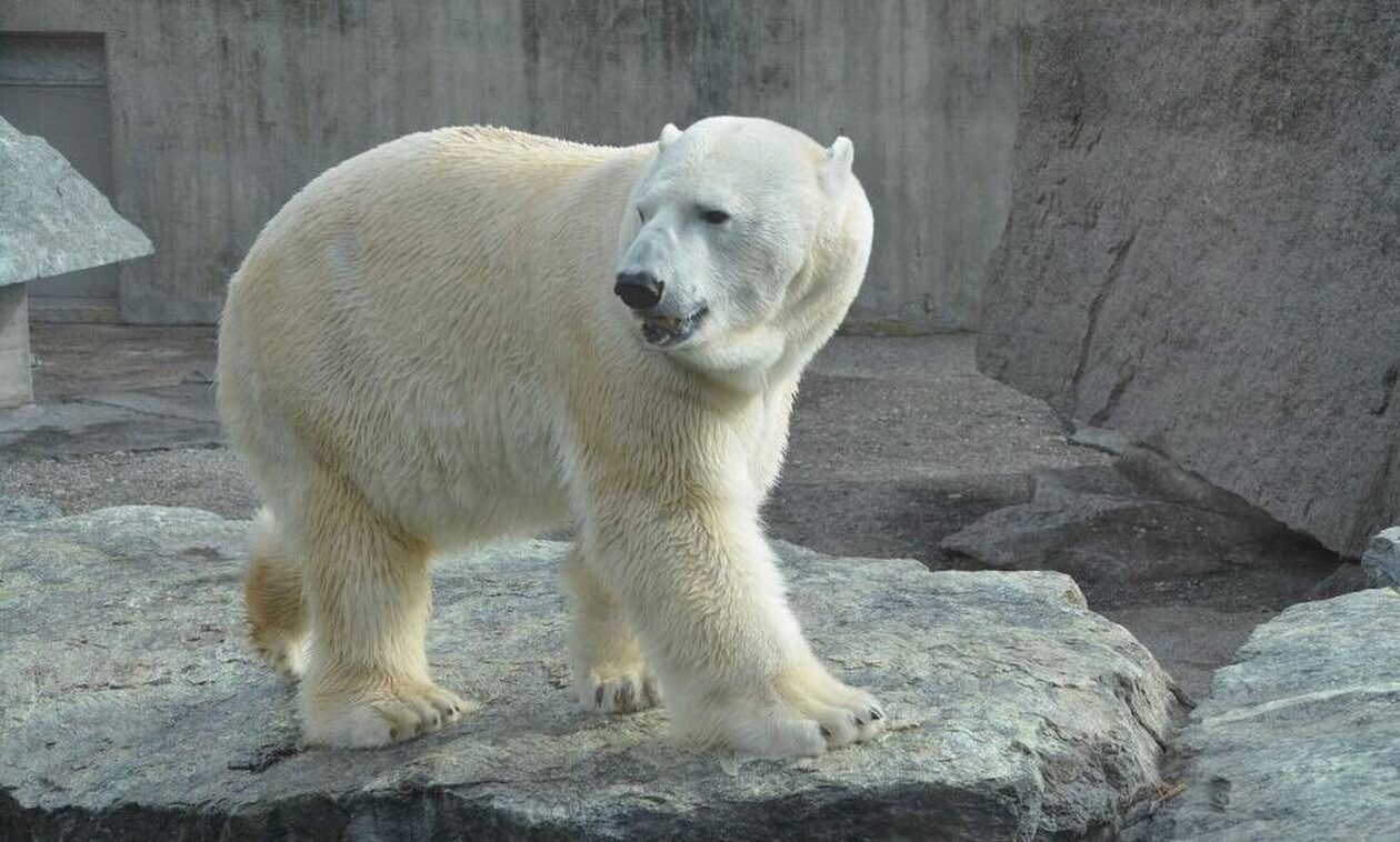 Πολική-αρκούδα-σκοτώθηκε-από-ηλεκτροπληξία-μέσα-στον-ζωολογικό-κήπο-της-Κοπεγχάγης