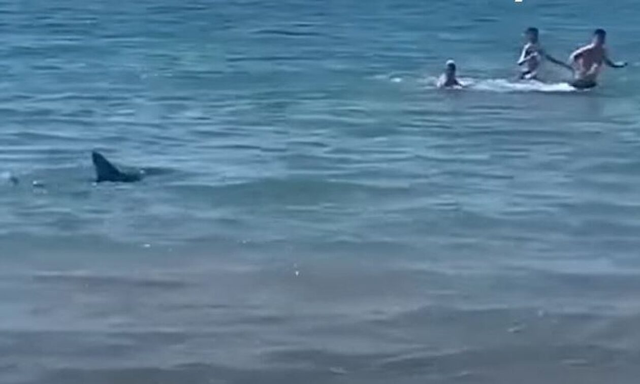 Τρόμος-στην-Ισπανία:-Καρχαρίας-κυνηγά-λουόμενους-σε-παραλία-στο-Αλικάντε-–-Δείτε-βίντεο