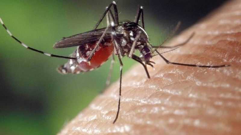 «Καμπανάκι»-από-ecdc-για-τα-κουνούπια:-Αυξάνεται-στην-Ευρώπη-ο-κίνδυνος-μετάδοσης-ασθενειών