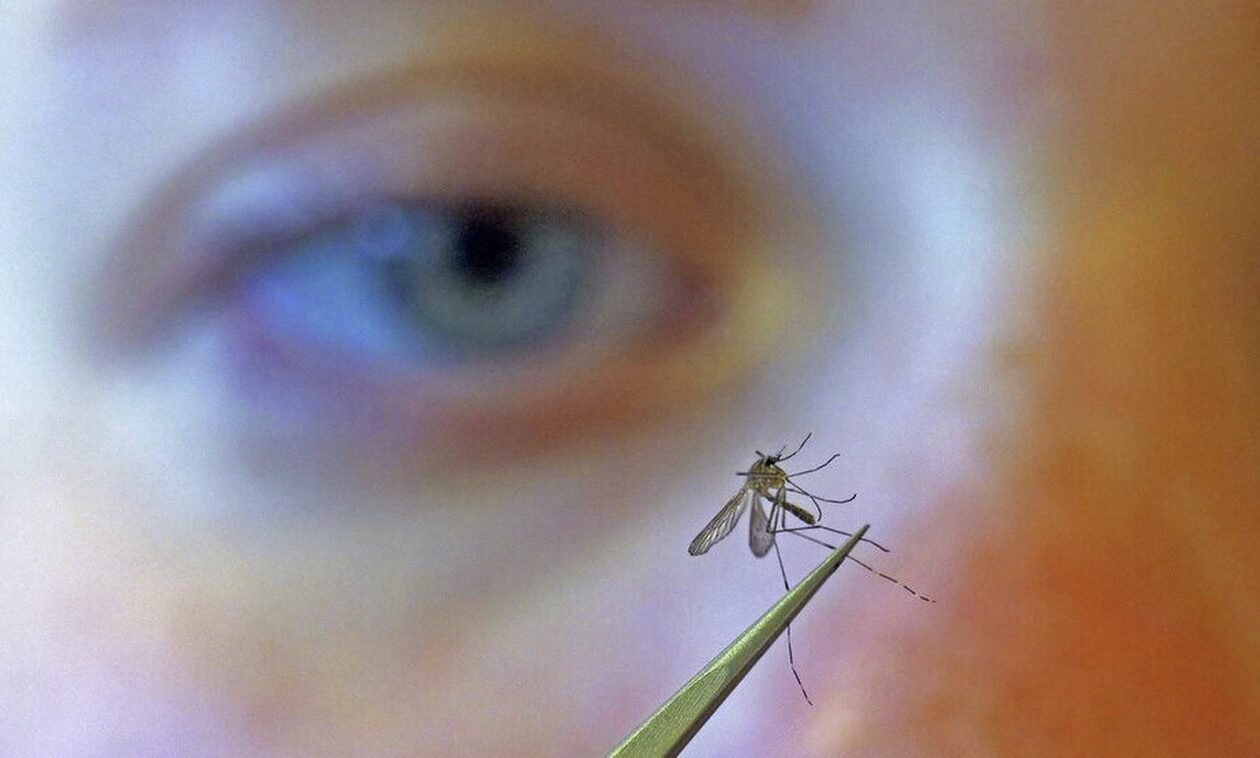 Συναγερμός-στην-Ευρώπη:-Κουνούπια-φέρνουν-φονικές-ασθένειες-–-Επιστρέφει-η-ελονοσία;