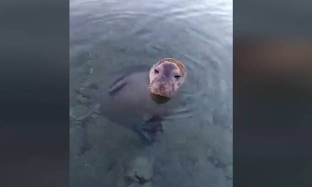 Απίστευτο-βίντεο:-Μικρή-φώκια-παίζει-με-κολυμβητή-στην-Αλόννησο