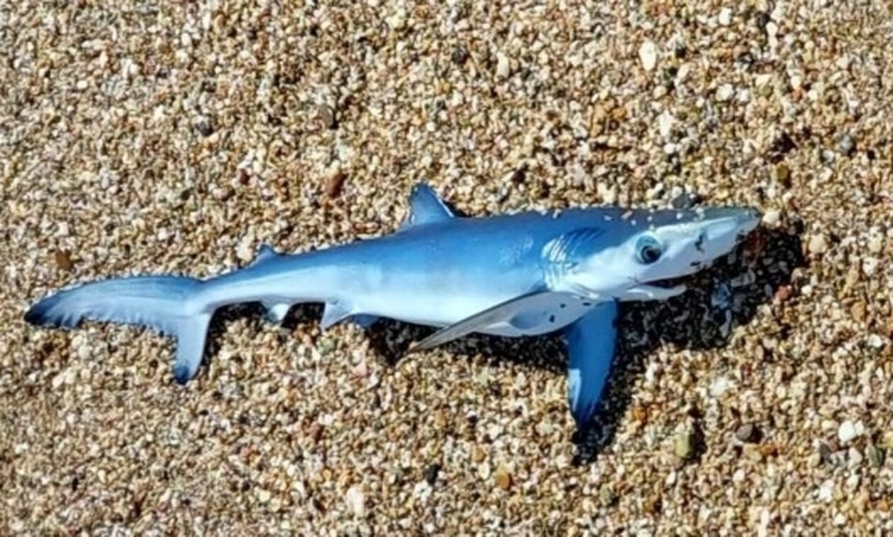Έβρος:-Γαλάζιος-καρχαρίας-βγήκε-στα-ρηχά-σε-παραλία-της-Νέας-Χιλής