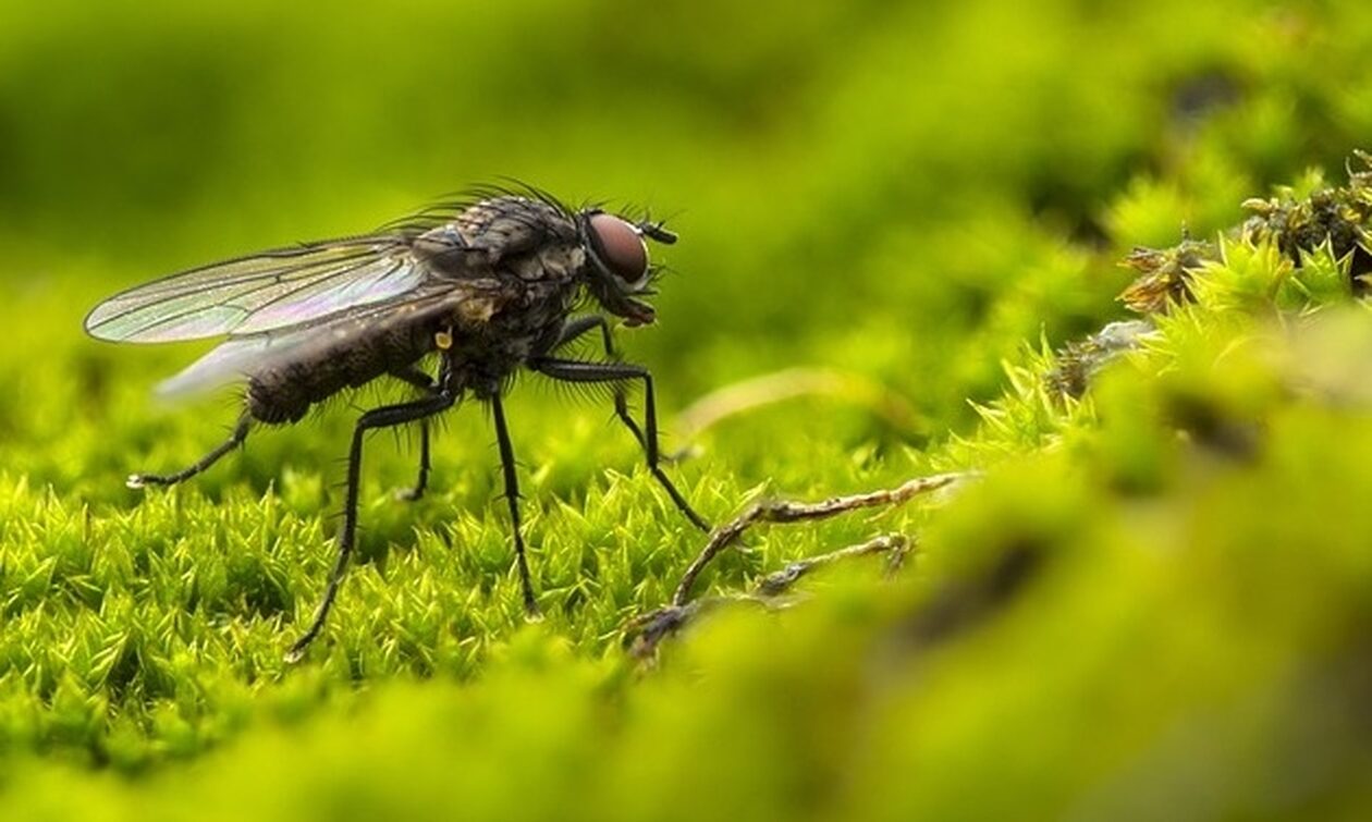 Επιστήμονες-δημιούργησαν-για-πρώτη-φορά-μύγες-που-αναπαράγονται-με…-παρθενογένεση