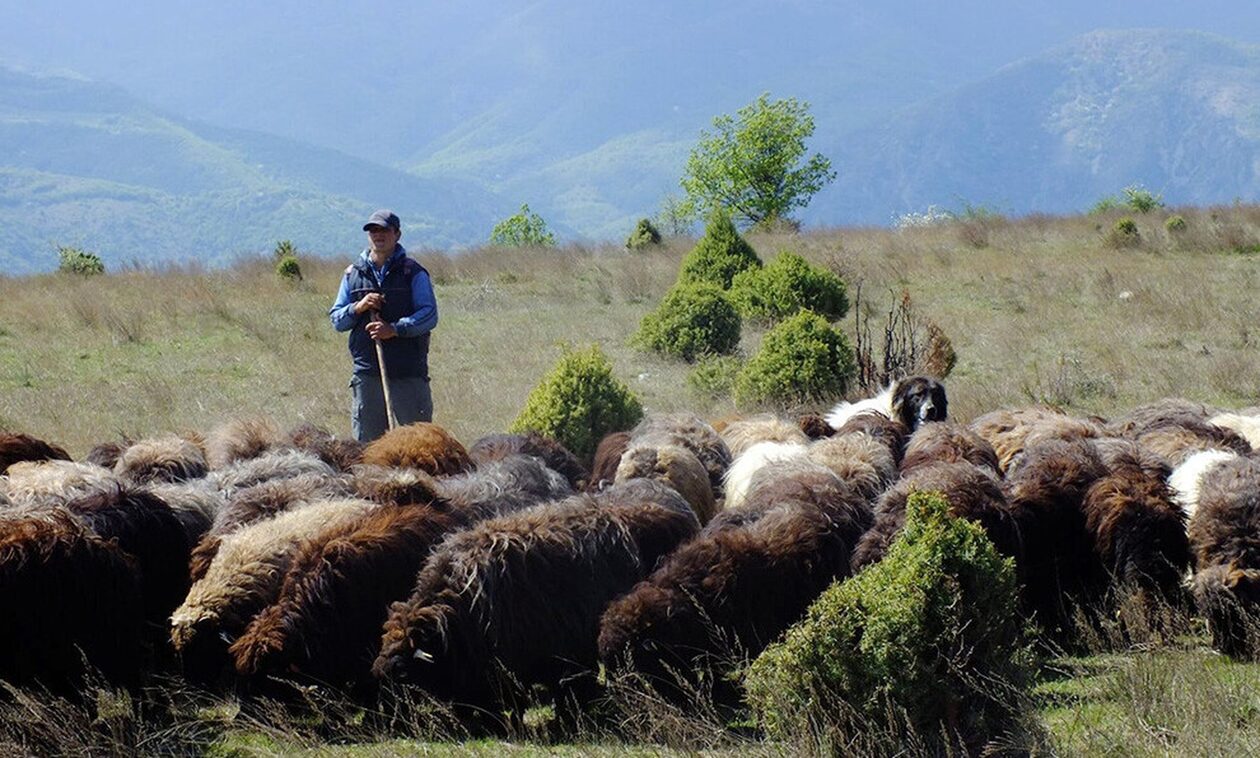 Η-πρώτη-Ποιμενική-Ακαδημία-της-Βουλγαρίας-επιδιώκει-να-προστατεύσει-τις-τοπικές-ράτσες-αιγοπροβάτων