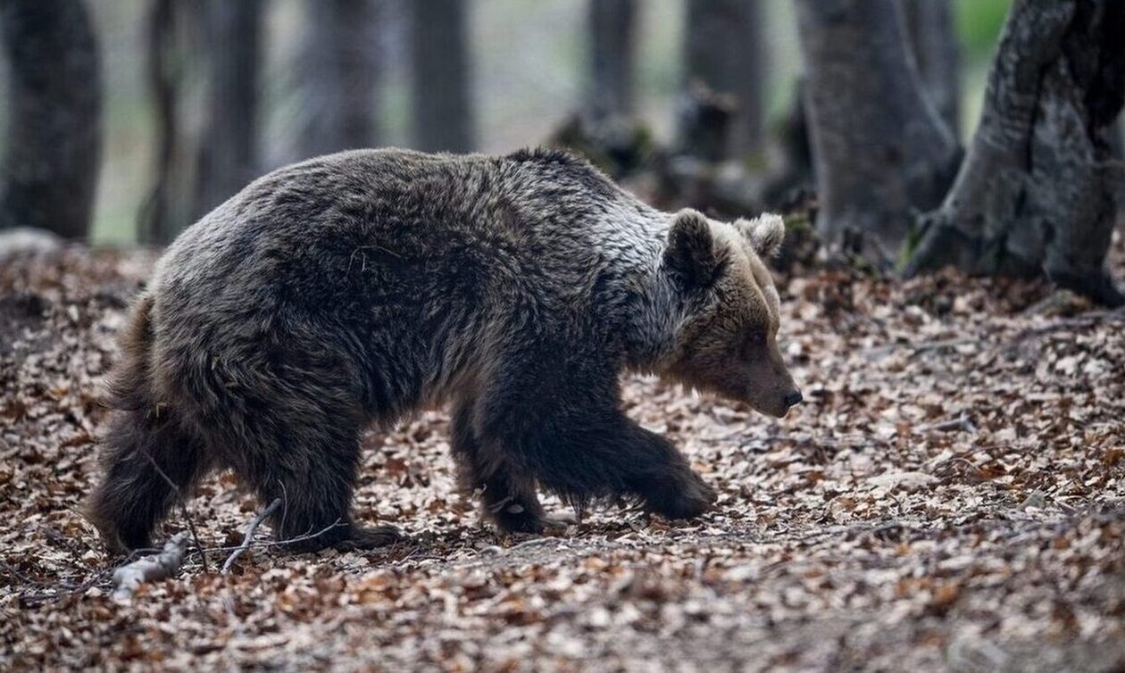 Επανεμφανίστηκε-αρκούδα-στη-Χαλκιδική-–-Ανησυχία-στους-κατοίκους