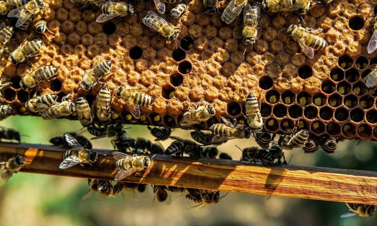 Καναδάς:-Συναγερμός-για-5-εκατομμύρια-μέλισσες-που-έπεσαν-από-φορτηγό