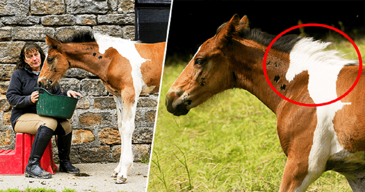 Άλογο-γεννήθηκε-με-σχήμα…-αλόγου-στην-πλάτη-του-και-είναι-ό,τι-πιο-όμορφο-έχετε-δει