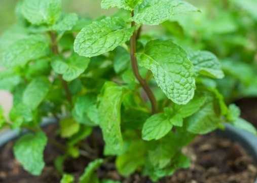 mint-lovers:-Μήπως-αυτό-το-βότανο-θα-γίνει-το-νέο-αγαπημένο-σου-φυτό-εσωτερικού-χώρου;