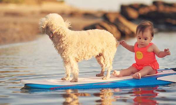 Όταν-τα-παιδιά-θέλουν-να-βάλουν-τον-σκύλο-στη-θάλασσα:-Επιτρέπεται-ή-όχι;-Τι-πρέπει-να-γνωρίζουν;