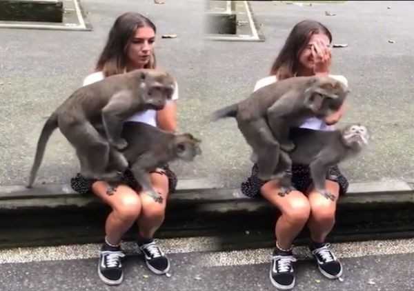 Θερμόαιμες-μαϊμούδες-με-άγρια-ένστικτα…-πηδάνε-στα-πόδια-τουρίστριας-και-το-κάνουν-live-(pics)