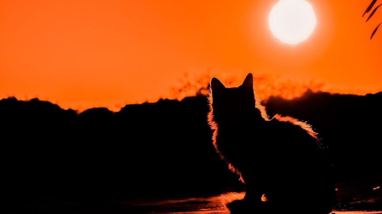 Αμπού-Ντάμπι:-Δεκάδες-γάτες-παρατημένες-στην-έρημο,-χωρίς-σκιά-και-νερό-–-Διεθνής-κατακραυγή