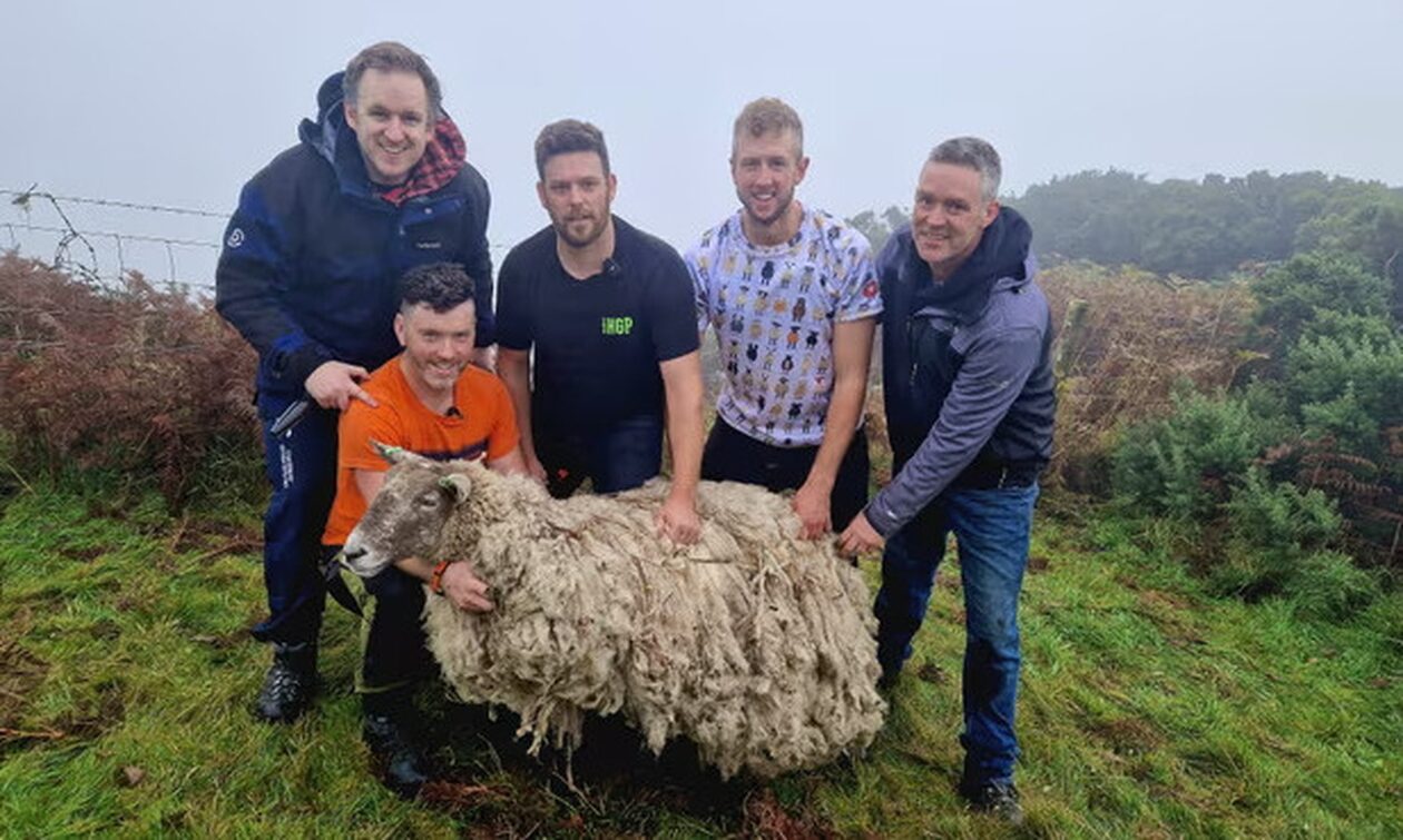 Το-πιο-μοναχικό-πρόβατο-της-Βρετανίας-διασώθηκε-μετά-από-δύο-χρόνια-εγκλωβισμού