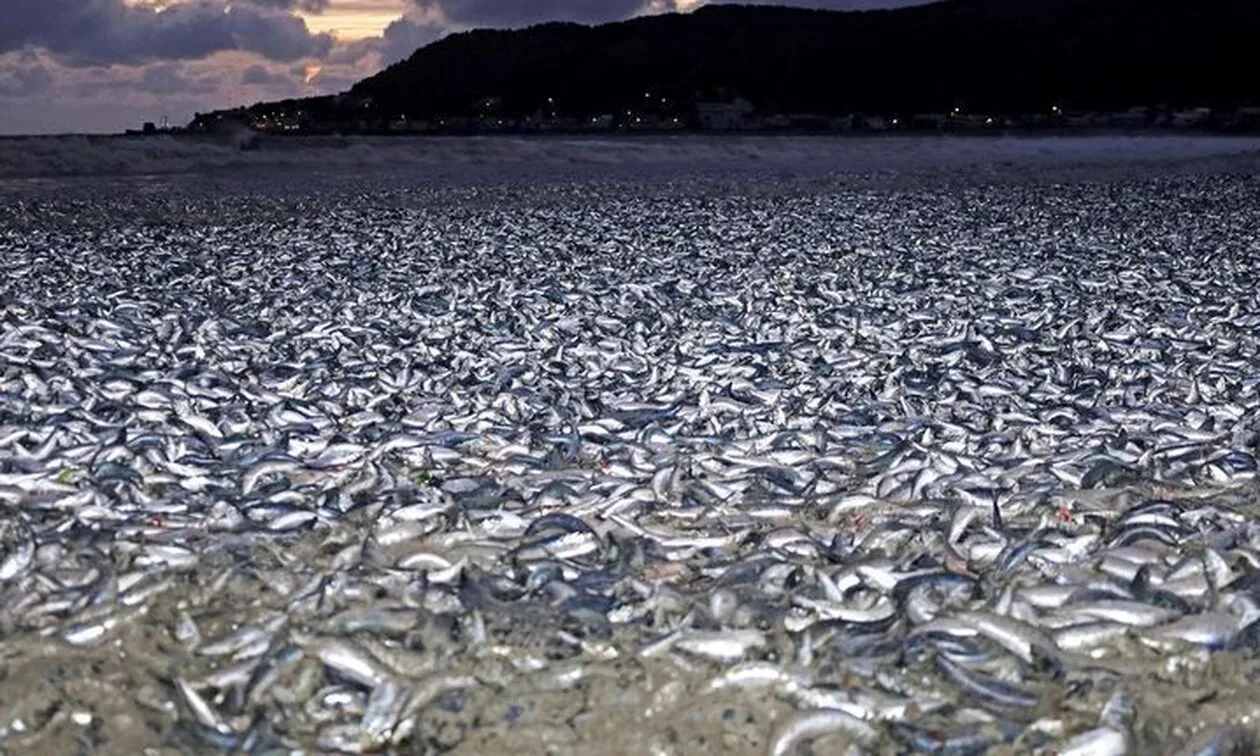 Μυστήριο-στην-Ιαπωνία:-Χιλιάδες-νερκά-ψάρια-«ξεβράστηκαν»-σε-ακτή-παραλίας
