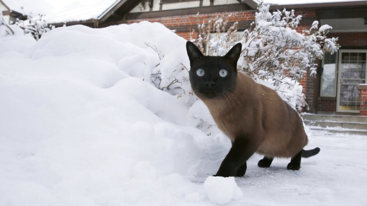 Αδέσποτες-γάτες:-Πως-θα-τις-προστατεύσουμε-από-τον-χιονιά-και-το-κρύο