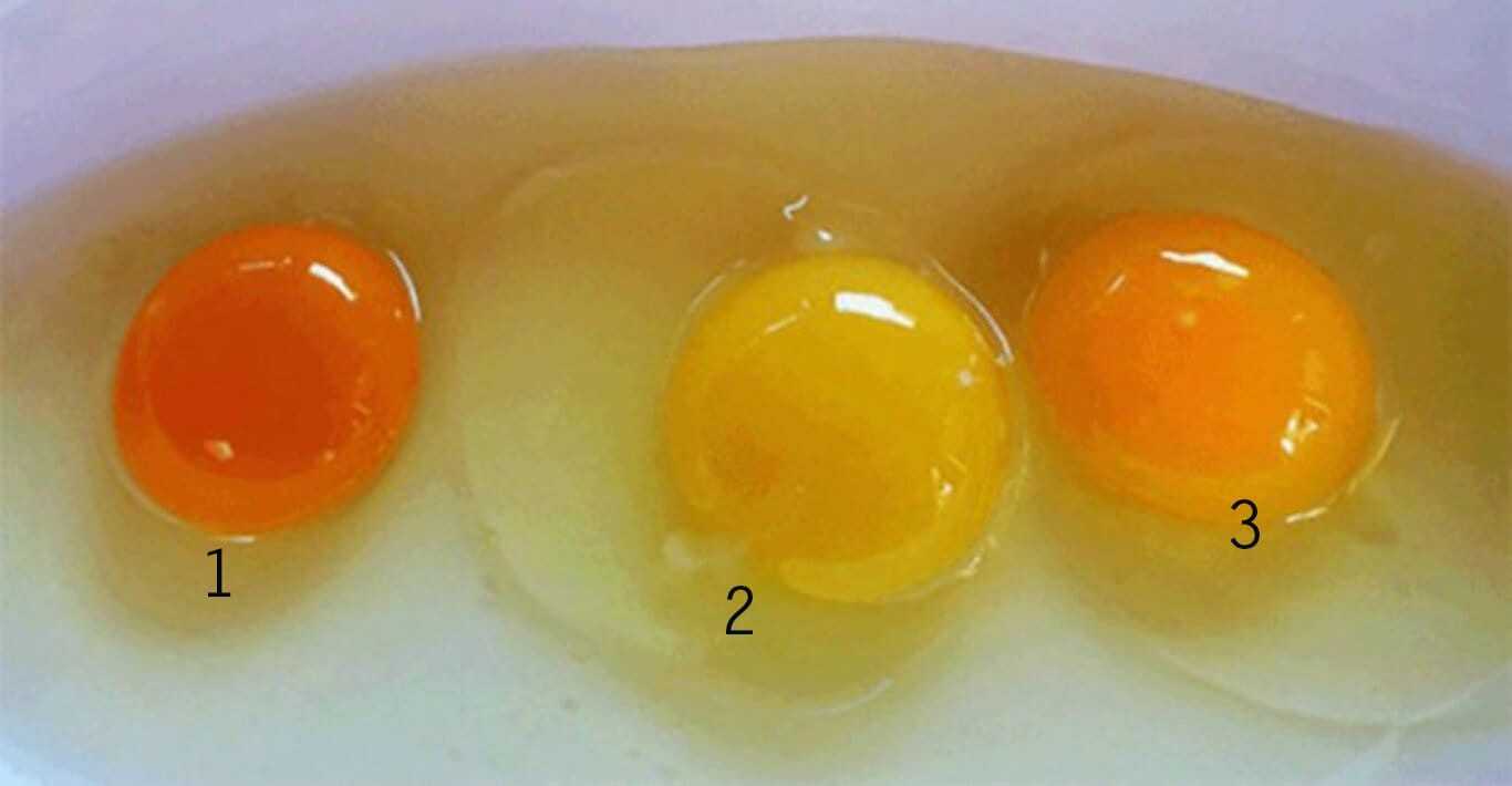 Τι-μπορείτε-να-καταλάβετε-από-το-χρώμα-του-κρόκου-ενός-αυγού-για-την-υγεία-της-κότας