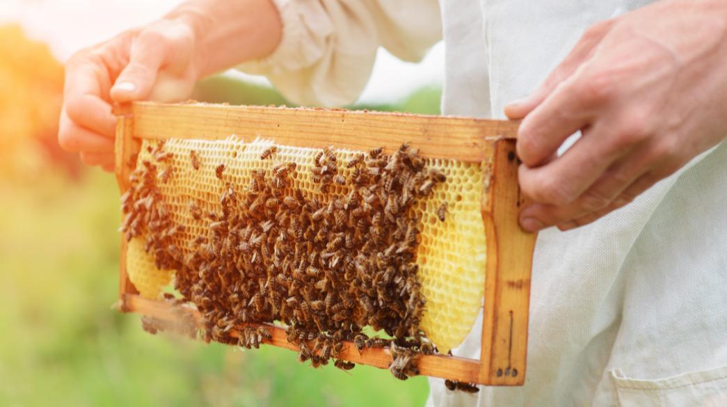 Μετά-τους-αγρότες-κατεβαίνουν-στην-Αθήνα-και-οι-μελισσοκόμοι-–-Αύριο-η-πανελλαδική-κινητοποίησή-τους