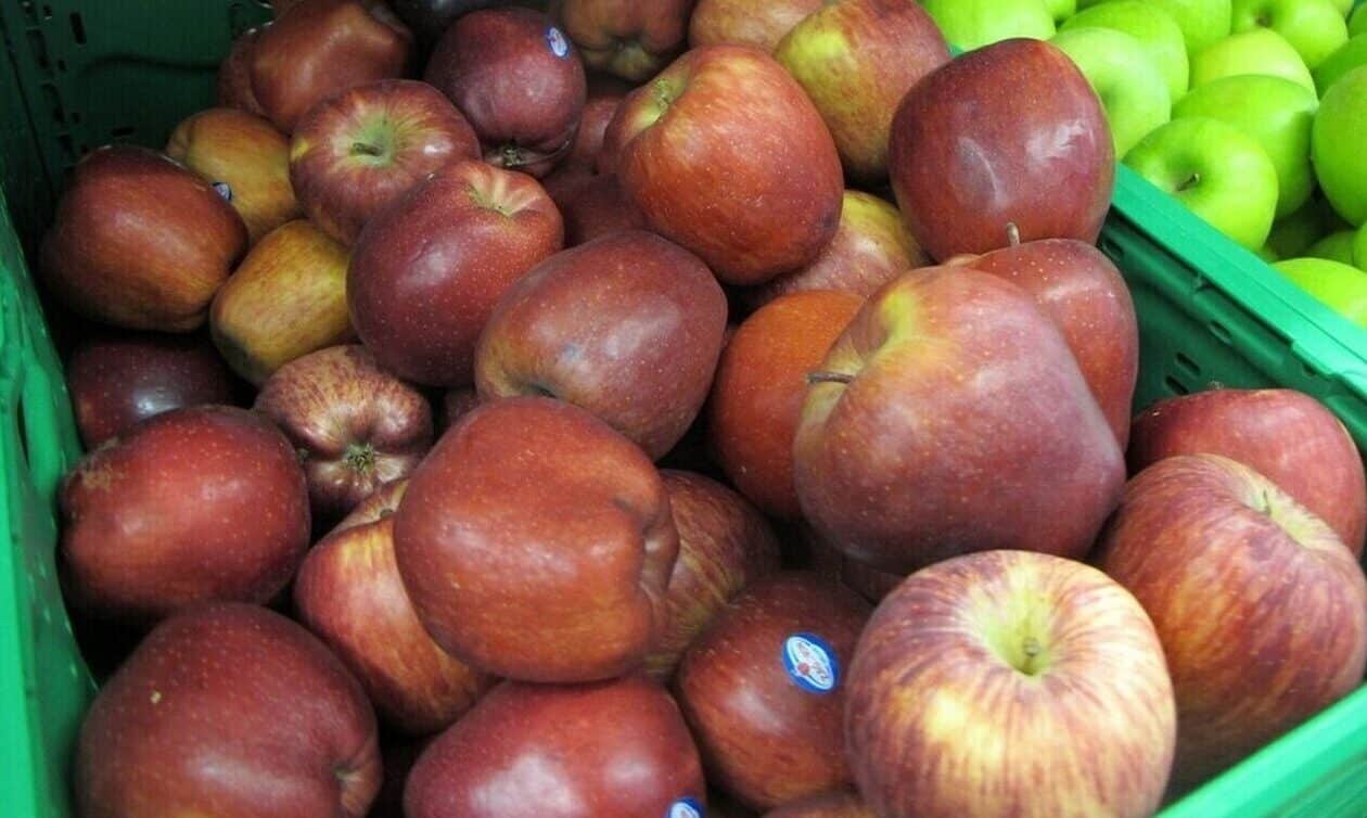 Στα…-ψυγεία-ακόμα-μεγάλο-μέρος-της-παραγωγής-μήλων-που-σώθηκαν-από-την-κακοκαιρία-daniel