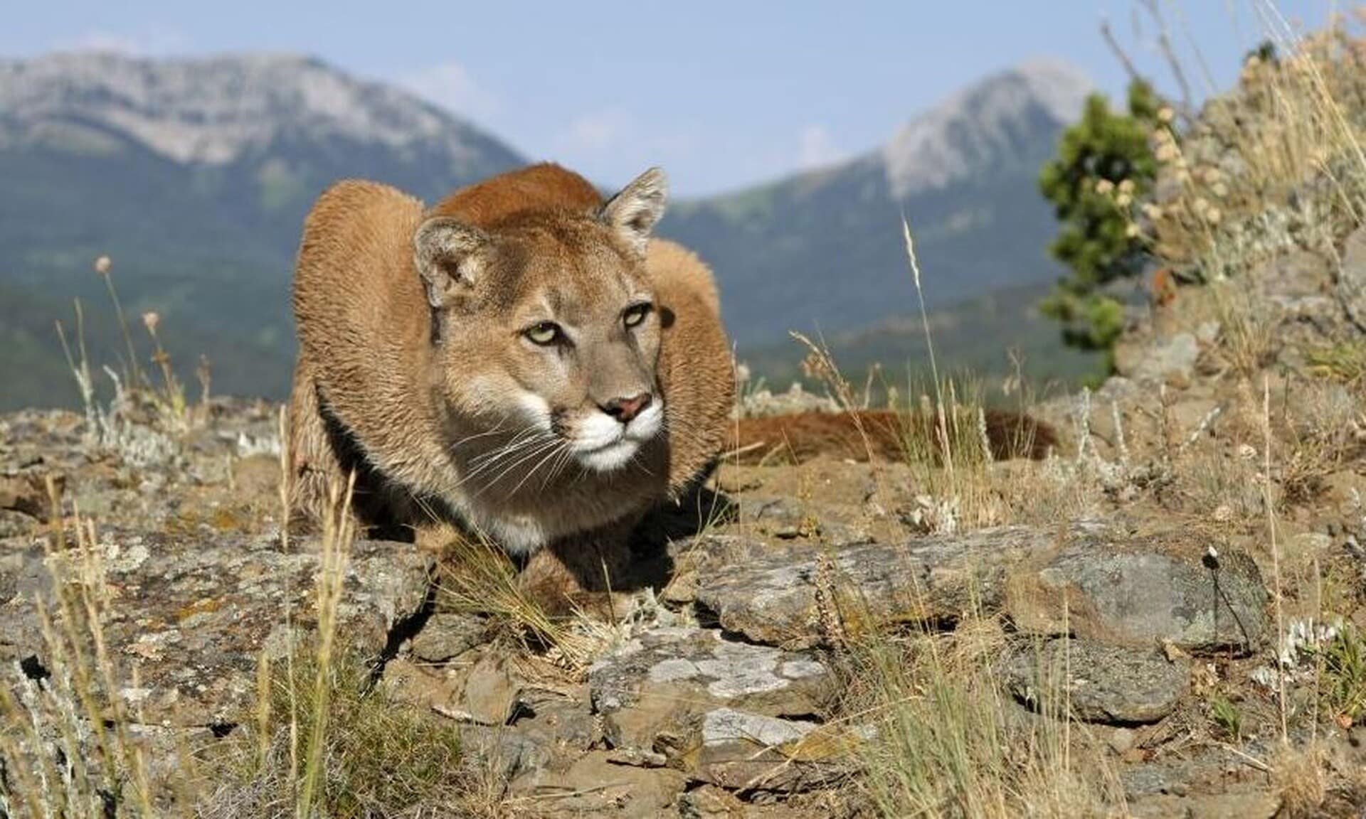 kαλιφόρνια:-Λιοντάρι-κατασπάραξε-21χρονο-κυνηγό-μπροστά-στα-μάτια-του-αδερφού-του