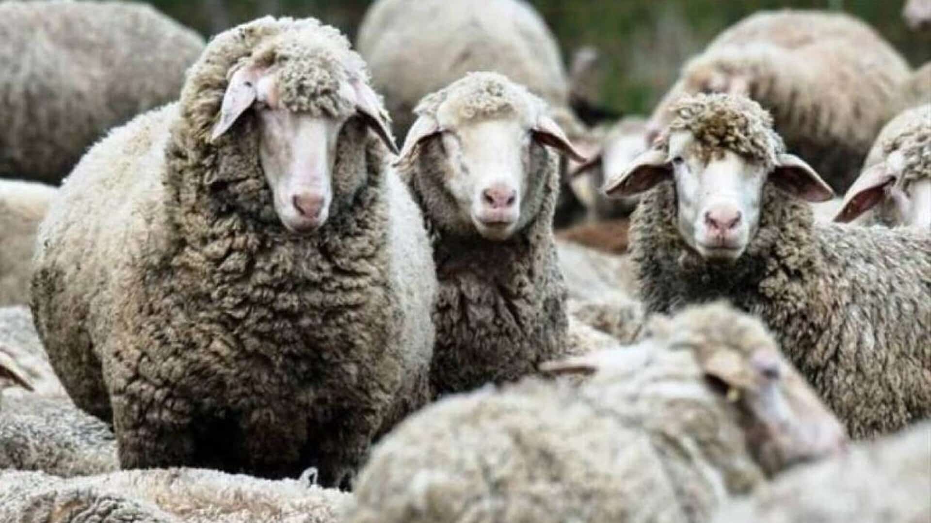 Ευρυτανία:-Ειδικά-περιλαίμια-σε-πρόβατα-και-κατσίκια-για-να-διώχνουν-τους-λύκους