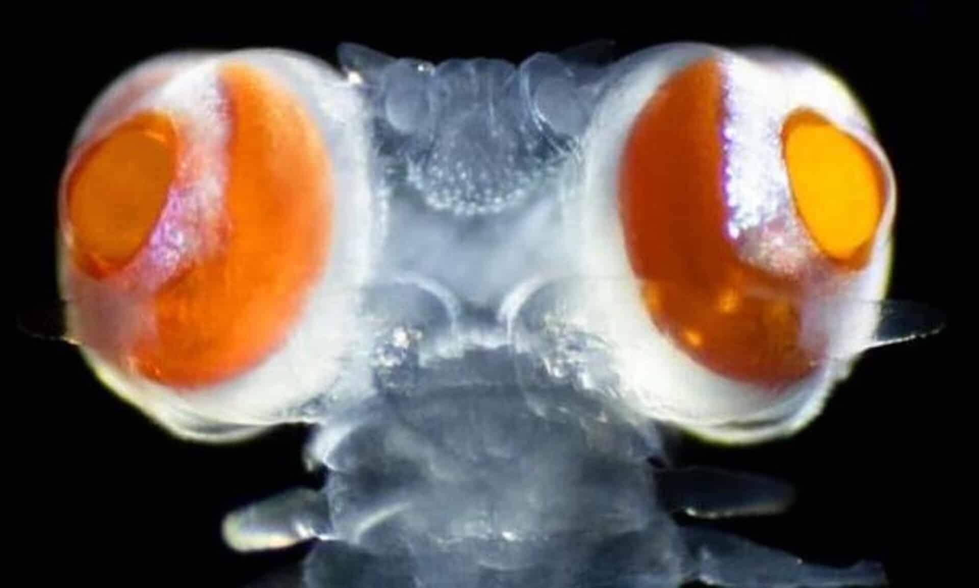 Θαλάσσιο-σκουλήκι-με-τεράστια-μάτια-που-λειτουργούν-ως-μυστική-γλώσσα