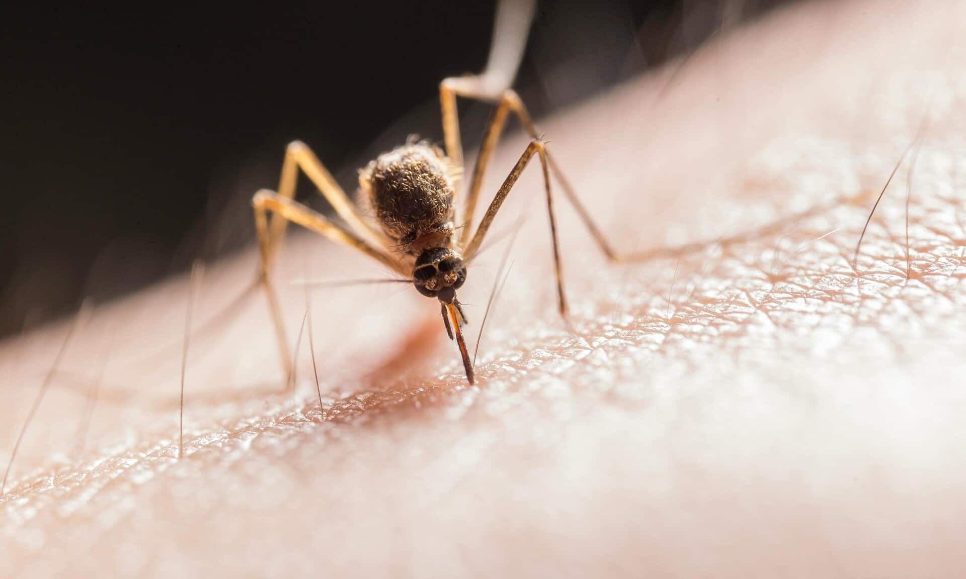 Τα-κουνούπια-απειλούν-την-Ευρώπη:-Δεκαπλασιάστηκαν-τα-κρούσματα-δάγκειου-πυρετού
