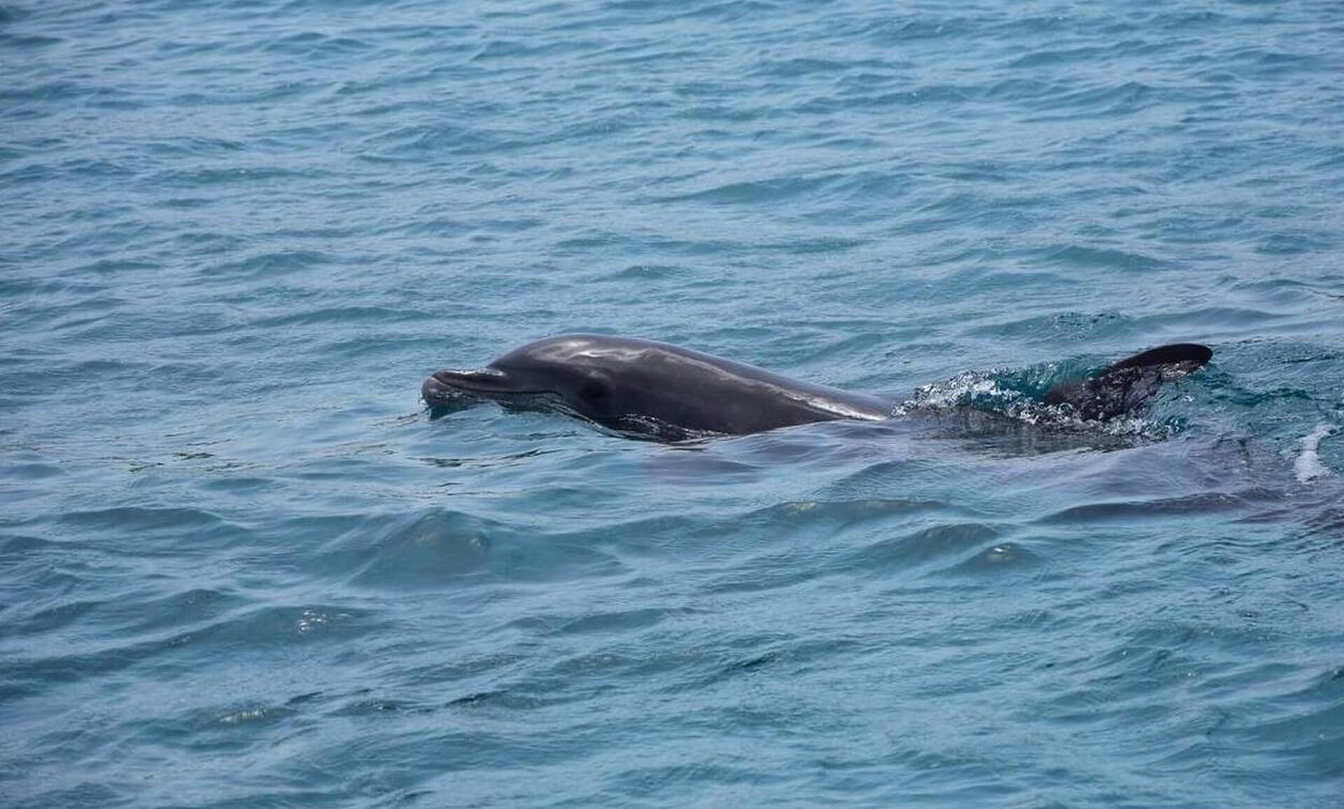 Νεκρό-δελφίνι-ξεβράστηκε-στις-ακτές-της-Καλλικράτειας-Χαλκιδικής