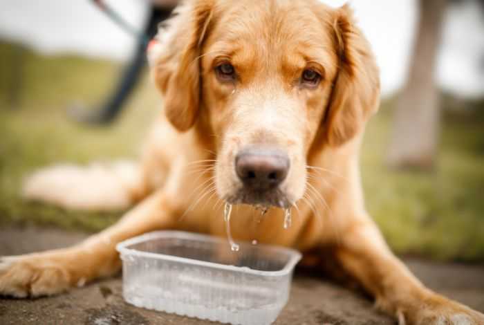 Τόσο-νερό-πρέπει-να-πίνει-ο-σκύλος-σου-–-Κάνε-τον-υπολογισμό