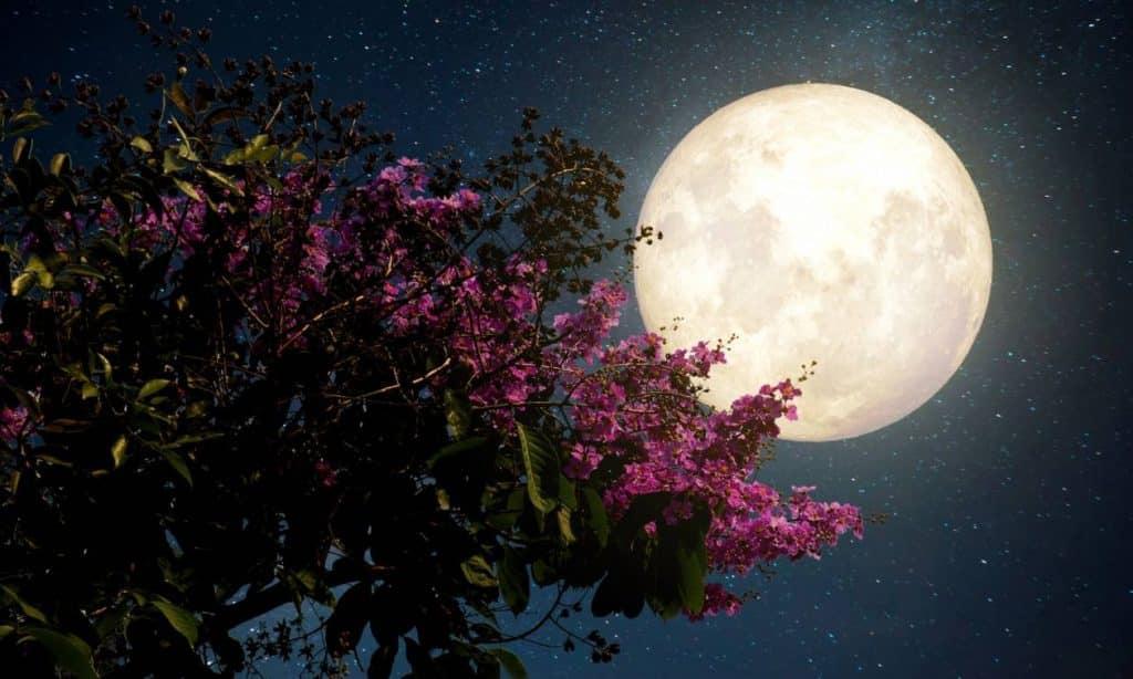 Το-φεγγάρι-των-Λουλουδιών-–-Πότε-θα-είναι-ορατή-η-πανσέληνος-του-Μαΐου