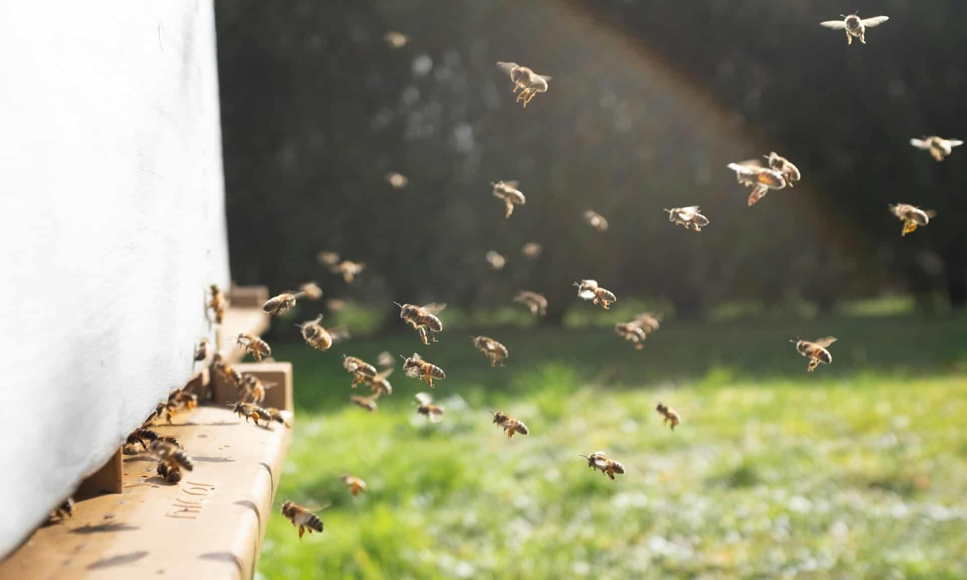 Τι-συμβαίνει-με-τις-μέλισσες;-Μετά-την-επίθεση-στη-Μυτιλήνη-γέμισε-και-η-Κομοτηνή