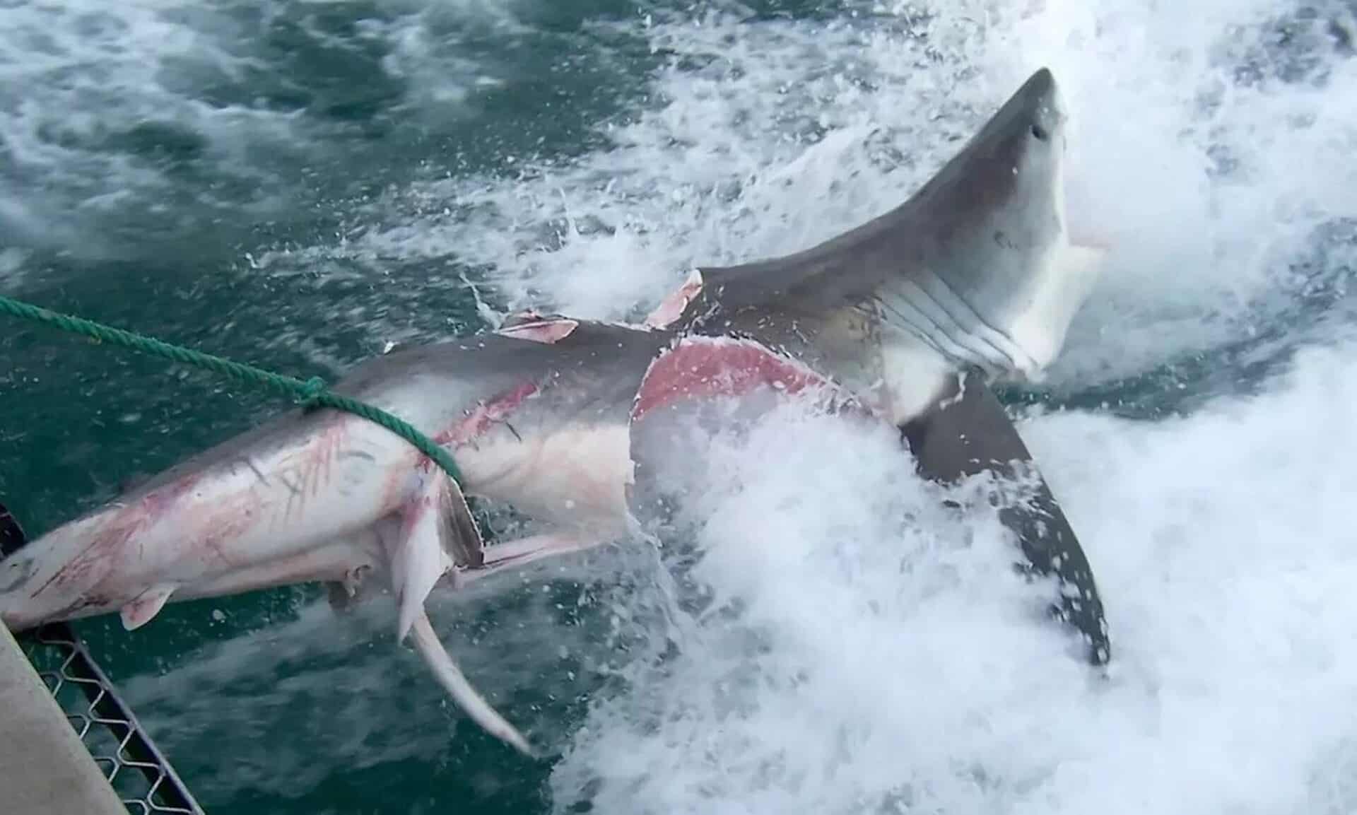 Βίντεο-που-κόβει-την-ανάσα-–-Η-στιγμή-που-λευκός-καρχαρίας-κατασπαράζει-καρχαρία-(Σκληρές-εικόνες)