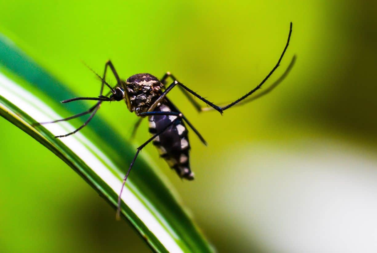 Γιατί-τα-κουνούπια-τσιμπάνε-πιο-πολύ-κάποιους-και-άλλους-τους-αφήνουν-ήσυχους