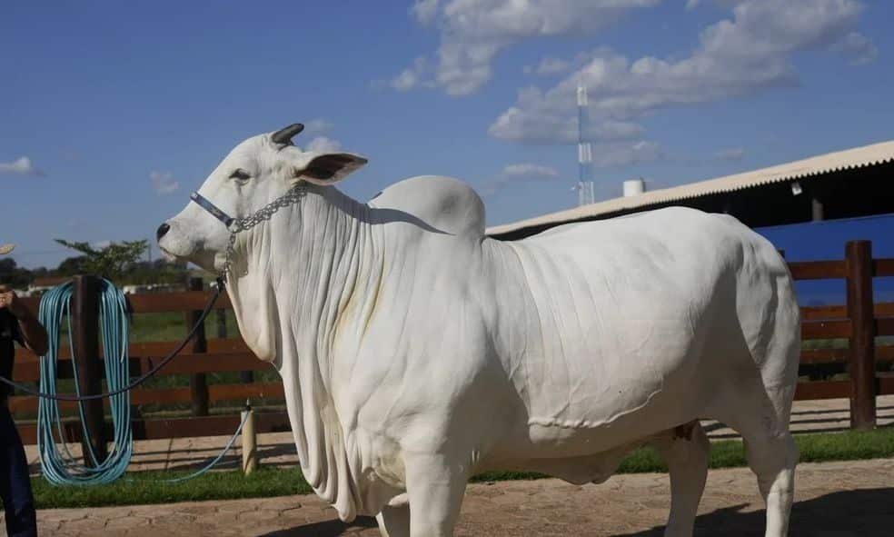 Βραζιλία:-Σε-δημοπρασία-η-πιο-ακριβή-αγελάδα-στον-κόσμο-–-Αξίζει-4-εκατομμύρια-δολάρια