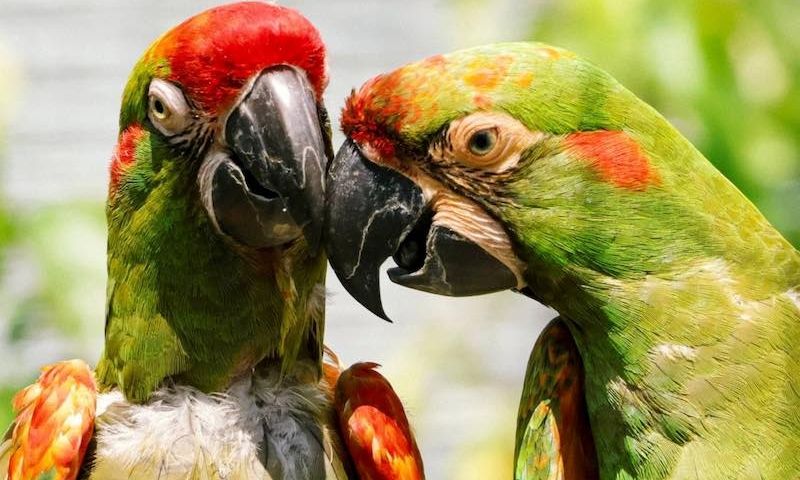 Δύο-σπάνιοι-παπαγάλοι-ταξίδεψαν-για-να-«ερωτευτούν»-και…-να-σώσουν-το-είδος-τους