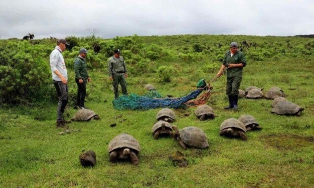 Νησιά-Γκαλαπάγκος:-Επέστρεψαν-στην-άγρια-φύση-500-γιγάντιες-χελώνες-5-διαφορετικών-ειδών