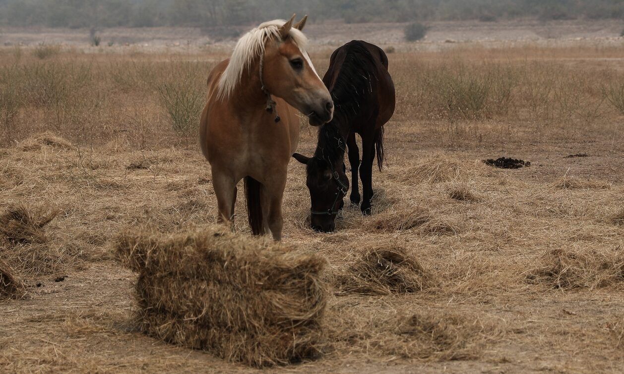 Δέλτα-Έβρου:-Βρέθηκαν-νεκρά-άλογα-λόγω-λειψυδρίας-–-Τι-κάνουν-οι-πολίτες-για-να-βοηθήσουν