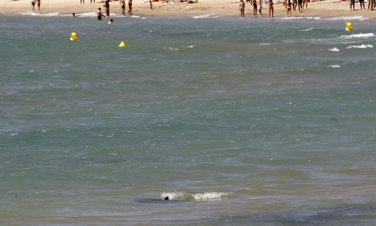 Ισπανία:-Νέα-εμφάνιση-καρχαρία-κοντά-σε-παραλία-τρομοκρατεί-λουόμενους