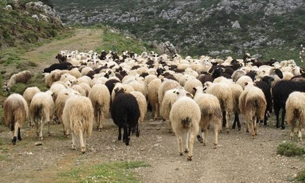 Πανώλη-των-αιγοπροβάτων:-Εξαπλώθηκε-και-στην-ορεινή-Κορινθία-ο-ιός-–-Σύσκεψη-στην-Πάτρα