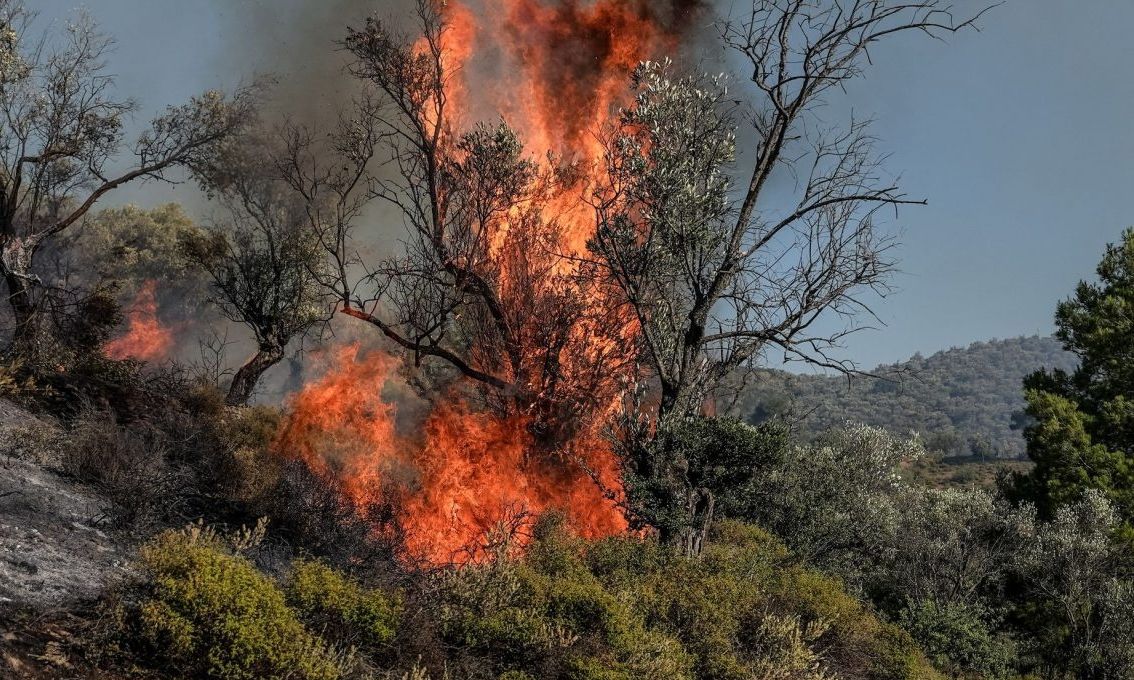 Ανησυχία-για-την-κλιματική-κρίση:-Το-37%-των-δασών-της-έχασε-η-Αττική-από-το-2016