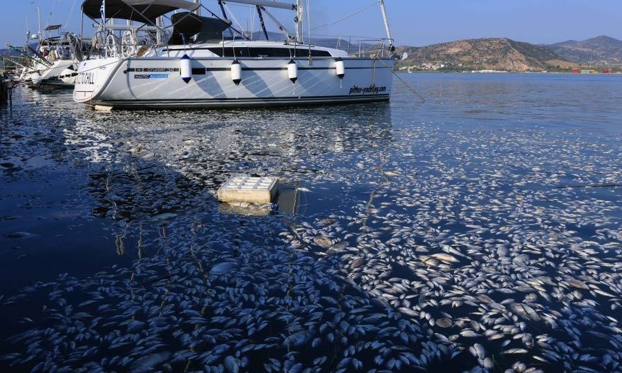 Βόλος:-Δεν-μπορείς-να-δεις-τη-θάλασσα-από-τα-νεκρά-ψάρια