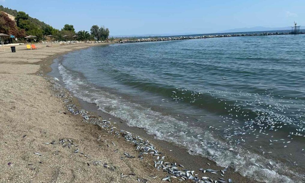 Μαγνησία:-«Οι-παραλίες-ήταν-πάντα-ασφαλής,-από-μικροβιακής-άποψης»-–-Συλλέχθηκαν-όλα-τα-ψάρια