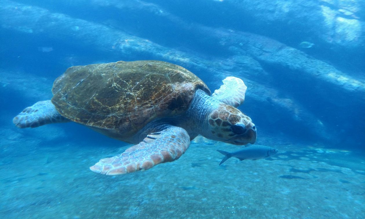 caretta-caretta:-Προσπάθειες-για-να-σωθεί-η-περίοδος-ωοτοκίας-για-τη-θαλάσσια-χελώνα-στο-Ρέθυμνο