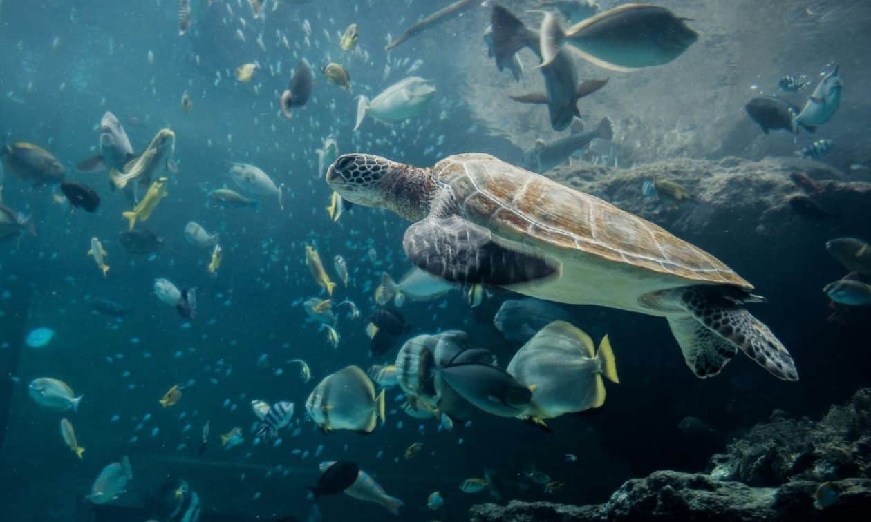 Χανιά:-Σκότωσαν-και-διαμέλισαν-χελώνα-caretta-caretta-επειδή-τη-θεωρούσαν…-επιθετική
