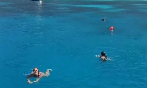 Ιθάκη:-Περιπέτεια-για-δύο-τουρίστριες-–-Αγριογούρουνο-τις-κυνήγησε-μέσα-στη-θάλασσα-–-Βίντεο