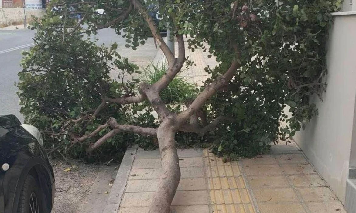 Κρήτη:-Δέντρο-κατέρρευσε-στον-Μασταμπά-Ηρακλείου-μέσα-στη-νύχτα-–-Σοβαρές-ζημιές-σε-δύο-οχήματα