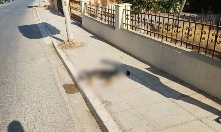 Κρήτη:-Οδηγός-παρέσυρε-σκύλο,-έλεγξε-το-αυτοκίνητό-της,-και-τον-άφησε-να-πεθάνει