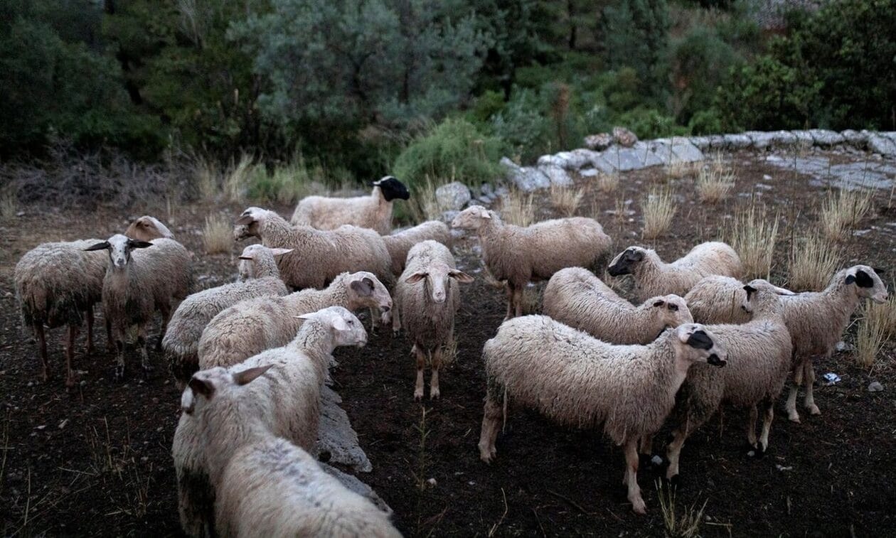 ΟΠΕΚΕΠΕ:-Κτηνοτρόφος-στον-Τύρναβο-δήλωσε-4000-πρόβατα-ενώ-είχε-1.500