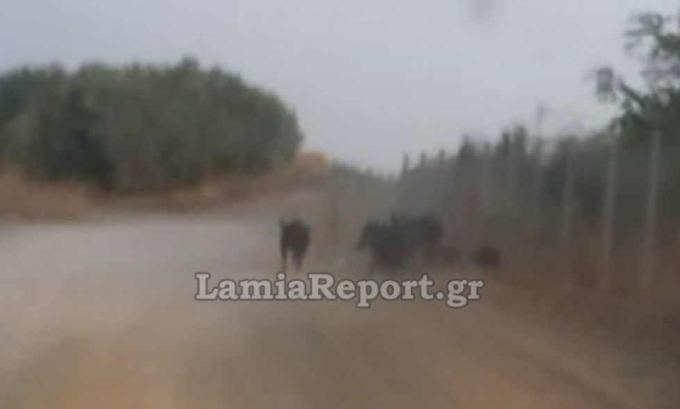 Λαμία:-Αγριογούρουνα-μέσα-στις-γραμμές-του-τρένου-–-Κίνδυνος-εκτροχιασμού