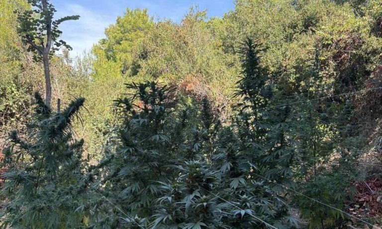Φθιώτιδα:-36χρονος-επιτέθηκε-σε-αστυνομικούς-που-έκαναν-έφοδο-στη-χασισοφυτεία-του